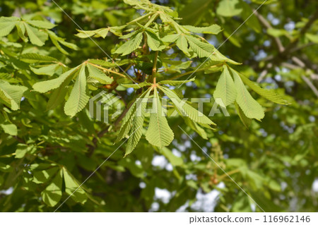 Common horse chestnut 116962146