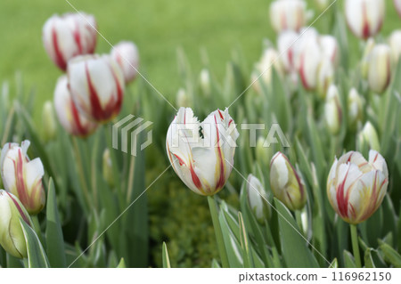 Tulip Carnaval de Rio 116962150