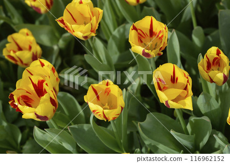 Tulip Washington Tulip Washington 116962152