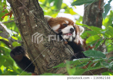 Summer Yokohama Zoo Zoorasia Red panda climbing a tree 116962188