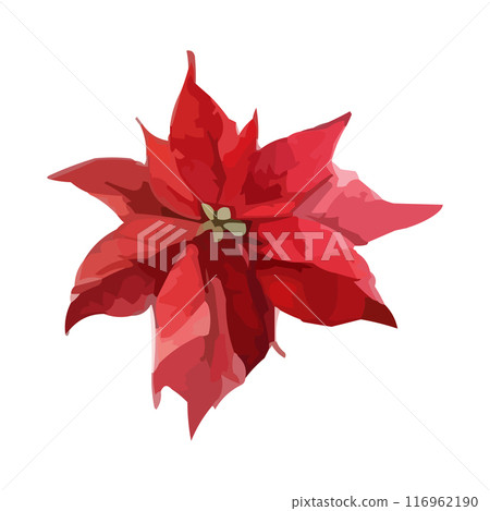 Watercolor red poinsettia flowers, Christmas bouquets, vector isolated on white 116962190