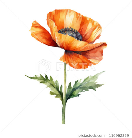 Red, blue, yellow poppy flower watercolor illustration vector. Meadow wild blossom set, field blooming plants 116962259