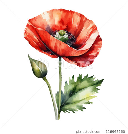 Red, blue, yellow poppy flower watercolor illustration vector. Meadow wild blossom set, field blooming plants 116962260