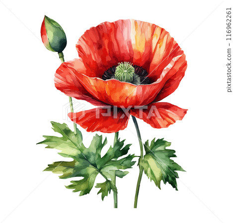 Red, blue, yellow poppy flower watercolor illustration vector. Meadow wild blossom set, field blooming plants 116962261