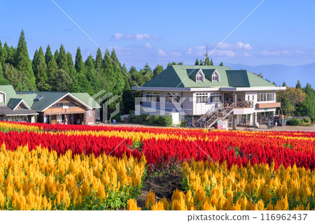 Celosia (Celosia spp.) and cockscomb flowers blooming in abundance on Miharashi Hill, Kuju Flower Park, Taketa City, Oita Prefecture 116962437