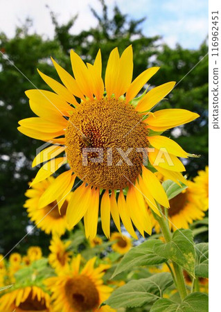 Blooming in the midsummer sun... Sunflowers at Himawari Hiroba 116962451
