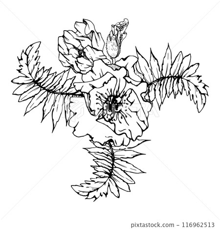 Hand drawn vector graphic botanical illustration flowers leaves. Red poppy papaver, stems buds seedpods. Field bouquet isolated on white background. Design wedding, cards, remembrance day stationery Hand drawn vector graphic botanical illustration flowers leaves. Red poppy papaver, stems buds seedpods. Field bouquet isolated on white background. Design wedding, cards, remembrance day stationery 116962513