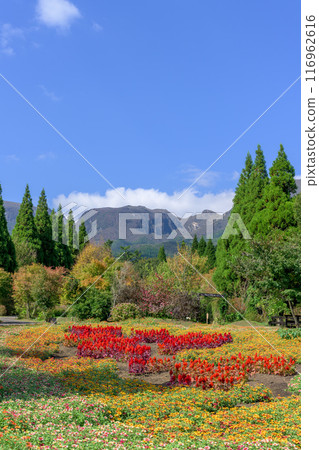大分縣竹田市秋季花卉種植園「九重花卉公園」中，雞冠花和百日菊盛開 116962616