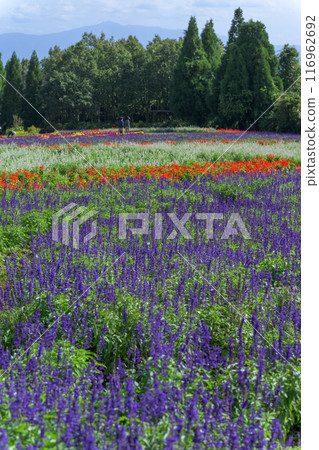 大分縣竹田市秋花種植園「九重花公園」裡盛開的藍色丹參花和薰衣草花 116962692