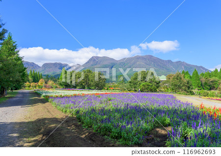 大分縣竹田市秋花種植園「九重花公園」裡盛開的藍色丹參花和薰衣草花 大分縣竹田市秋花種植園「九重花公園」裡盛開的藍色丹參花和薰衣草花 116962693