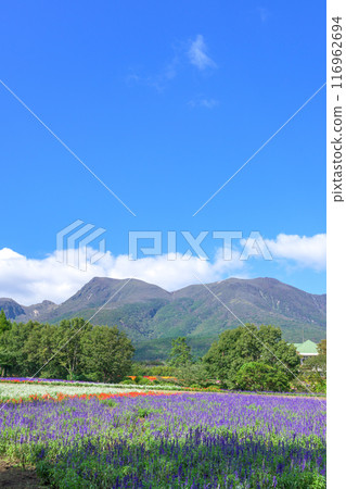 Autumn flower arrangement: Blue salvia flowers and lavandin flowers blooming in the fields at Kuju Flower Park in Taketa, Oita Prefecture. Autumn flower arrangement: Blue salvia flowers and lavandin flowers blooming in the fields at Kuju Flower Park in Taketa, Oita Prefecture. 116962694