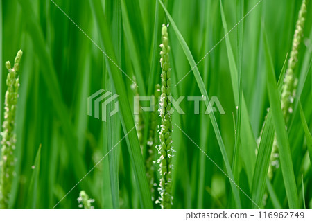Rice flowers 116962749
