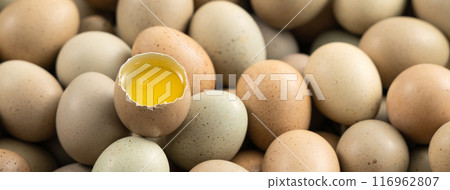 蘆丁雞 盧丁雞 雞蛋 蛋 棕色 咖啡色 灰色 Egg in nest 卵 生たまご 蘆丁雞 盧丁雞 雞蛋 蛋 棕色 咖啡色 灰色 Egg in nest 卵 生たまご 116962807
