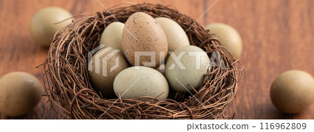 蘆丁雞 盧丁雞 雞蛋 蛋 棕色 咖啡色 灰色 Egg in nest 卵 生たまご 蘆丁雞 盧丁雞 雞蛋 蛋 棕色 咖啡色 灰色 Egg in nest 卵 生たまご 116962809