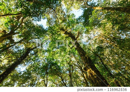 green wood sunlight backgrounds, doi inthanon national park in chaing mai, thailand 116962836