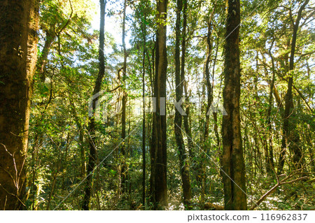 green wood sunlight backgrounds, doi inthanon national park in chaing mai, thailand green wood sunlight backgrounds, doi inthanon national park in chaing mai, thailand 116962837