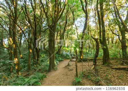 green wood sunlight backgrounds, doi inthanon national park in chaing mai, thailand green wood sunlight backgrounds, doi inthanon national park in chaing mai, thailand 116962838