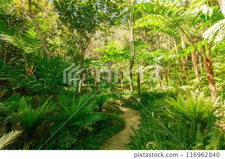 green wood sunlight backgrounds, doi inthanon national park in chaing mai, thailand 116962840