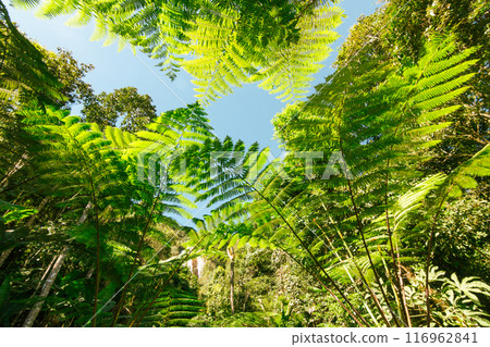 green wood sunlight backgrounds, doi inthanon national park in chaing mai, thailand 116962841