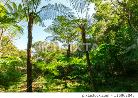 green wood sunlight backgrounds, doi inthanon national park in chaing mai, thailand green wood sunlight backgrounds, doi inthanon national park in chaing mai, thailand 116962843