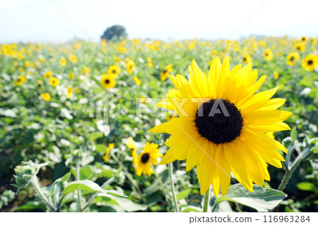A sunflower of Akeno 116963284