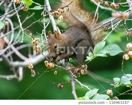 Ezorisu Ezorisu 116963287