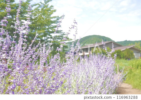 Russian Sage 116963288