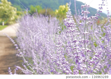 Russian Sage Russian Sage 116963289