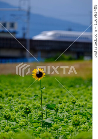 Shinkansen running through a sunflower field 116963409