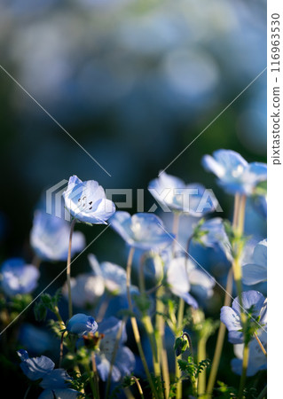 Nemophila with sunlight shining through 116963530