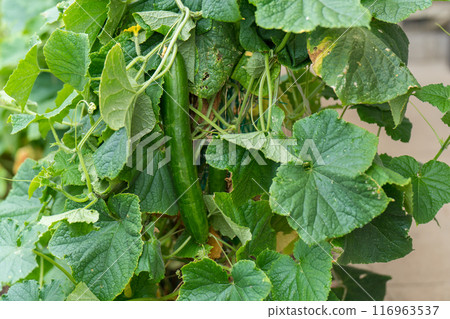 Field cucumber 116963537