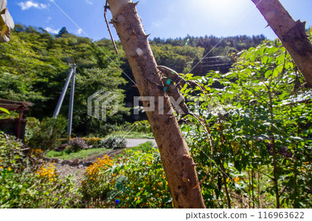 Sennokakamikiri Sennokakamikiri 116963622