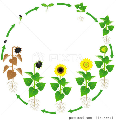 Life cycle of a sunflower plant on a white background. Life cycle of a sunflower plant on a white background. 116963641