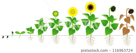 Cycle of growth of sunflower plant isolated on white background. Cycle of growth of sunflower plant isolated on white background. 116963724