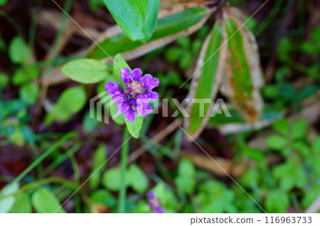米圓白菜花 米圓白菜花 116963733