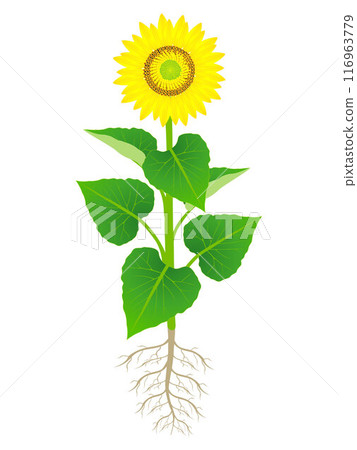Sunflower plant with roots isolated on white background. 116963779
