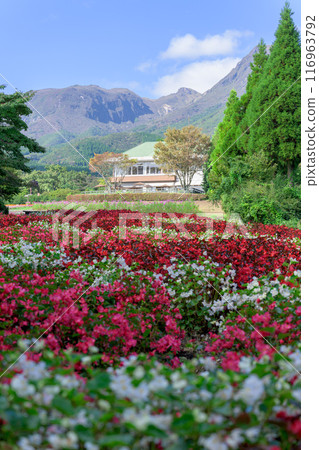 大分縣竹田市，以九重連峰為背景的白色秋海棠花“九重花公園” 116963792