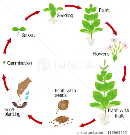 Cycle of a tobacco plant growth isolated on white background. 116963853