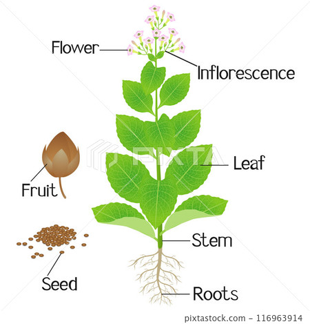 Part of a tobacco plant on a white background. Part of a tobacco plant on a white background. 116963914