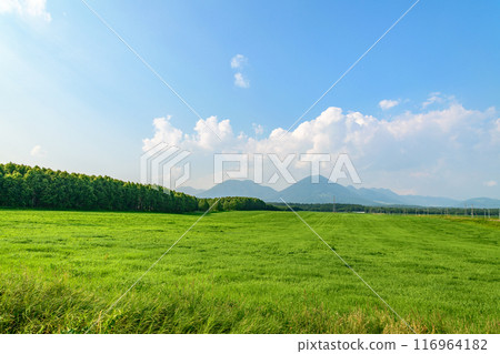 北海道十勝市的廣闊農場 北海道十勝市的廣闊農場 116964182