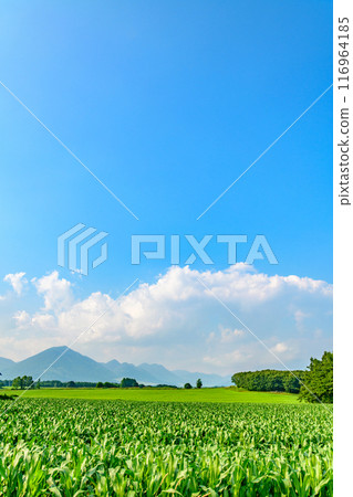 北海道十勝市的廣闊農場 116964185