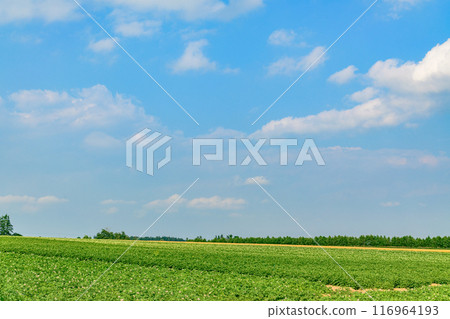 北海道十勝市的廣闊農場 116964193