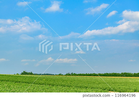 北海道十勝市的廣闊農場 116964196