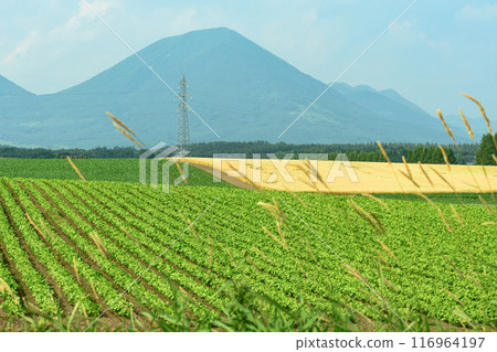 北海道十勝市的廣闊農場 116964197