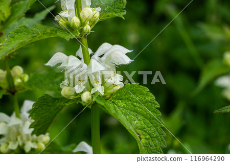 The blossoming dead nettle in sunny day a close up. Lamium album. Lamiaceae Family 116964290