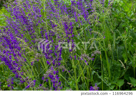 Salvia pratensis, the meadow clary or meadow sage, is a species of flowering plant in the family Lamiaceae, native to Europe, western Asia and northern Africa Salvia pratensis, the meadow clary or meadow sage, is a species of flowering plant in the family Lamiaceae, native to Europe, western Asia and northern Africa 116964296