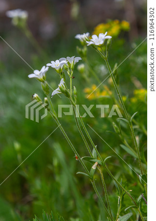 Little white flowers between bright green leaves. Spring - easter-bell Stellaria holostea blossom Little white flowers between bright green leaves. Spring - easter-bell Stellaria holostea blossom 116964302