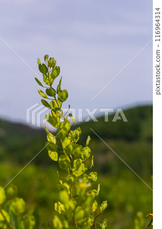In nature, Thlaspi arvense grows among wild grasses In nature, Thlaspi arvense grows among wild grasses 116964314