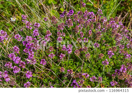 Blossoming fragrant Thymus serpyllum, Breckland wild thyme, creeping thyme, or elfin thyme close-up, macro photo. Beautiful food and medicinal plant in the field in the sunny day Blossoming fragrant Thymus serpyllum, Breckland wild thyme, creeping thyme, or elfin thyme close-up, macro photo. Beautiful food and medicinal plant in the field in the sunny day 116964315