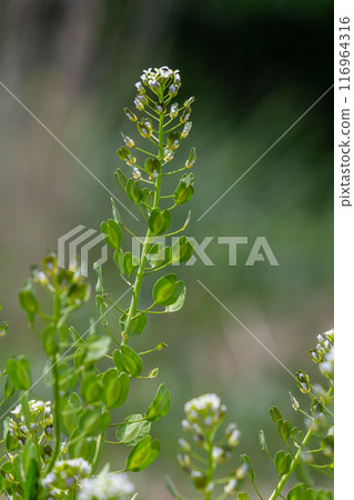 In nature, Thlaspi arvense grows among wild grasses In nature, Thlaspi arvense grows among wild grasses 116964316